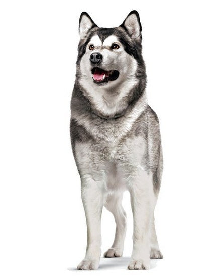 c3f99af406401619f6e1928b9c1abe0e