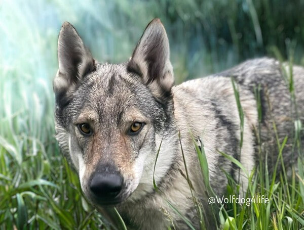 Obraz na płótnie z wizerunkiem Askia – Edycja @wolfdog4life