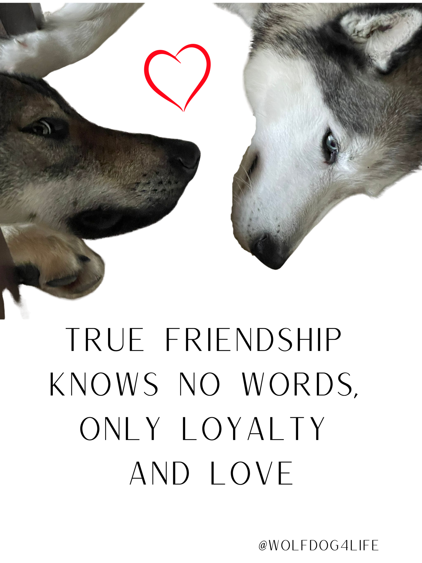 Koc „Przyjaźń Askia i Blue” – Edycja @wolfdog4life