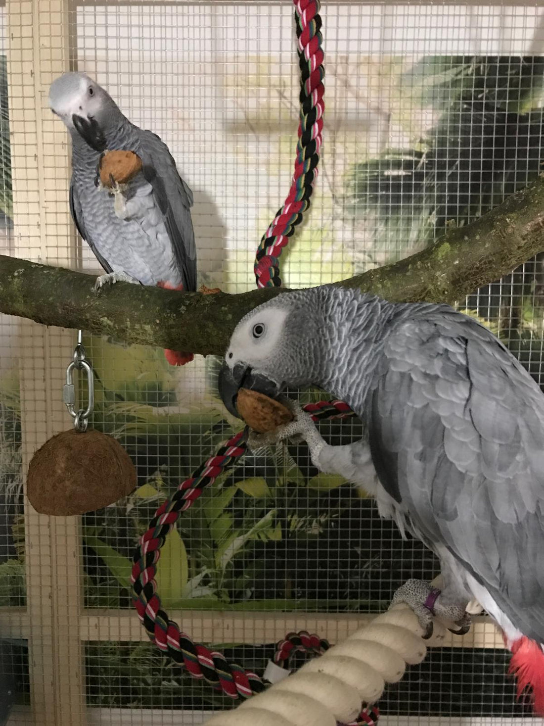 Papugi i ich prawidłowe utrzymanie – jak zapewnić im życie zgodne z naturą