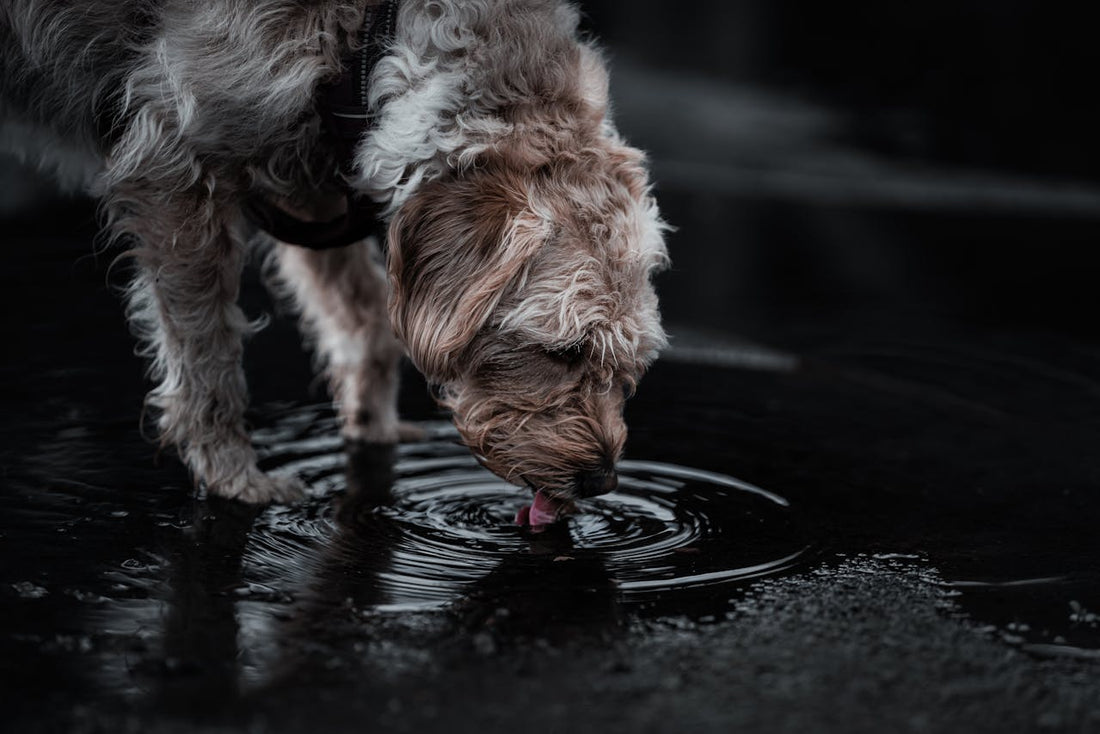 Gnojówka i kałuże – niedoceniane zagrożenie dla naszych psów