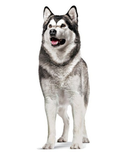 c3f99af406401619f6e1928b9c1abe0e