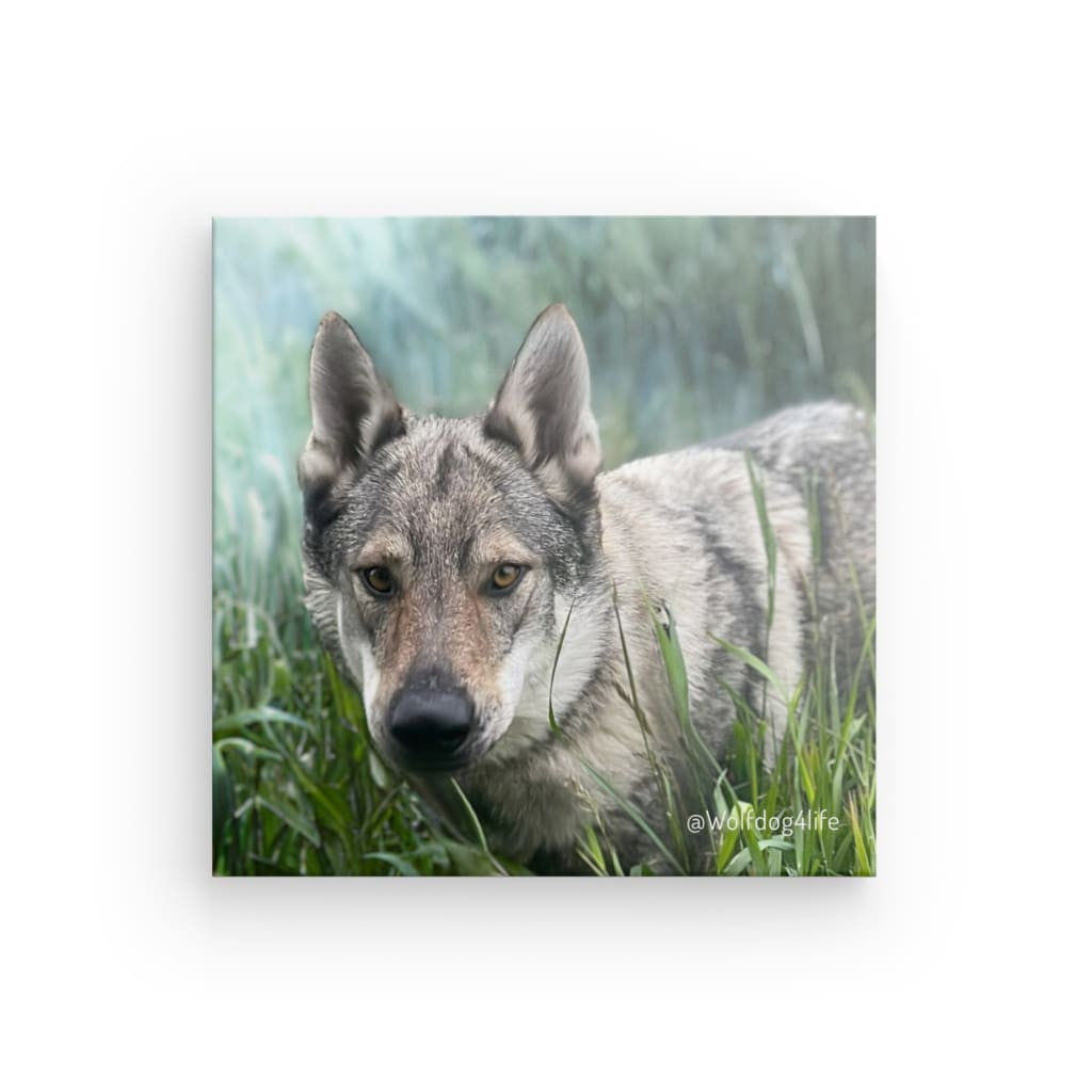 Canvas Print with the image of Askia – Edit @wolfdog4life