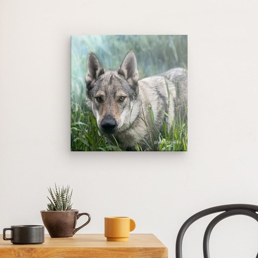 Canvas Print with the image of Askia – Edit @wolfdog4life