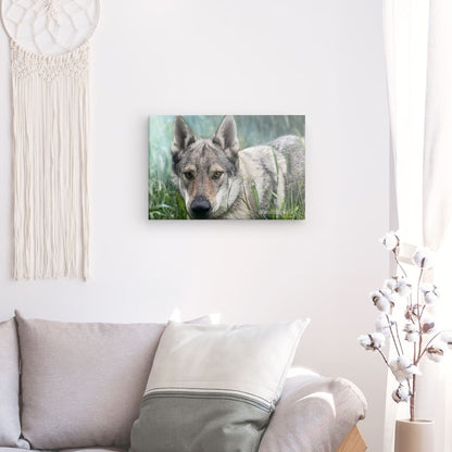 Canvas Print with the image of Askia – Edit @wolfdog4life