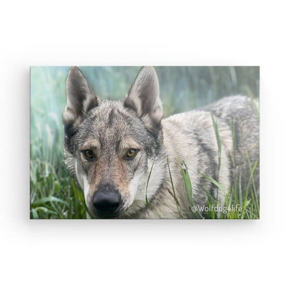 Canvas Print with the image of Askia – Edit @wolfdog4life