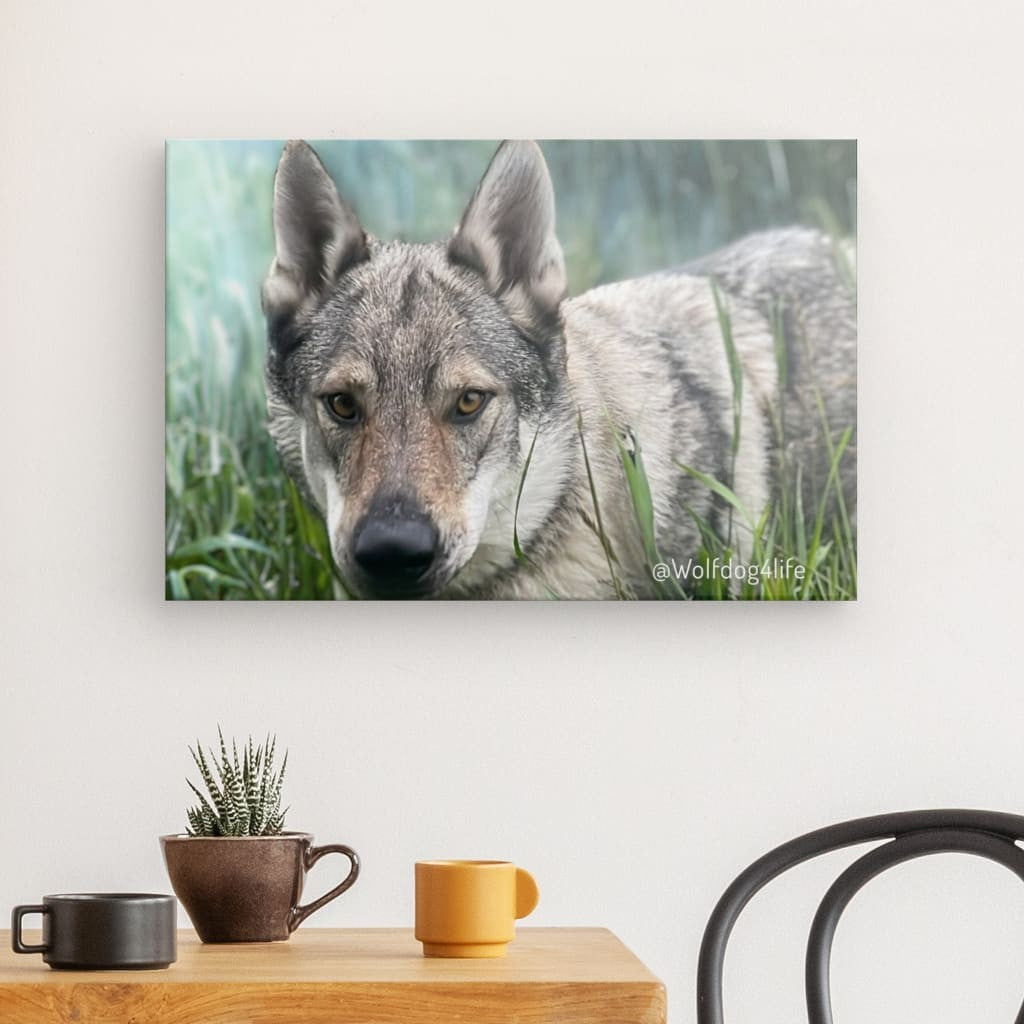 Canvas Print with the image of Askia – Edit @wolfdog4life