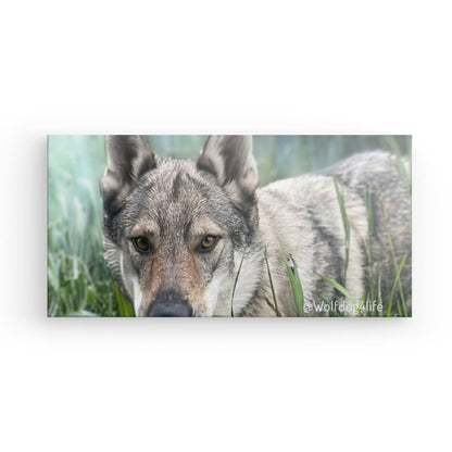 Canvas Print with the image of Askia – Edit @wolfdog4life