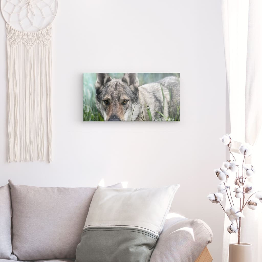 Canvas Print with the image of Askia – Edit @wolfdog4life