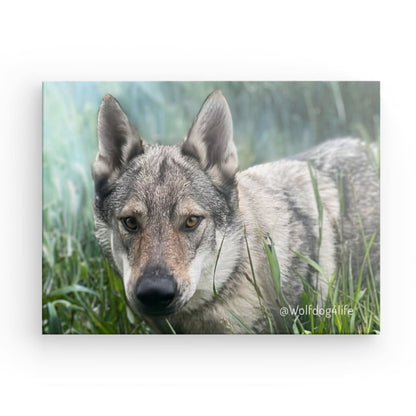 Canvas Print with the image of Askia – Edit @wolfdog4life