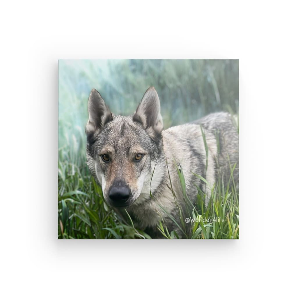 Canvas Print with the image of Askia – Edit @wolfdog4life