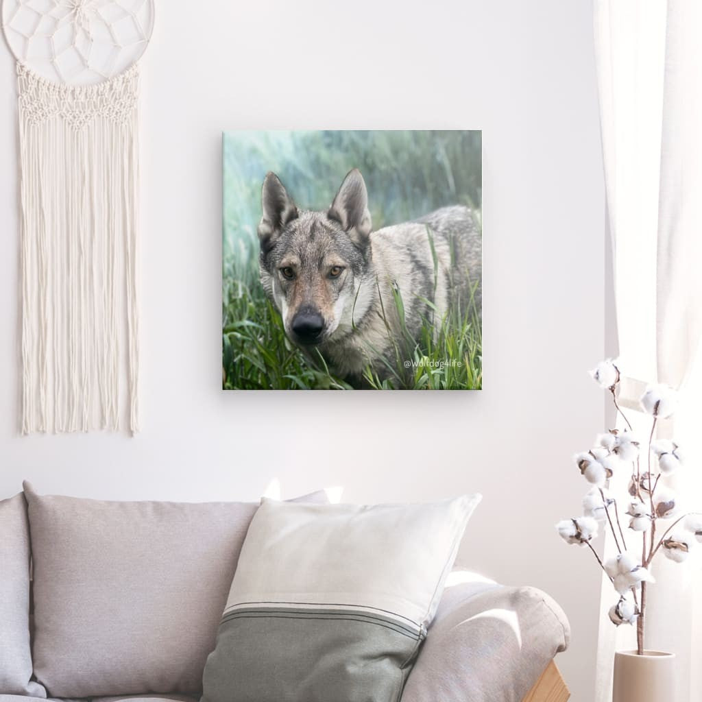 Canvas Print with the image of Askia – Edit @wolfdog4life