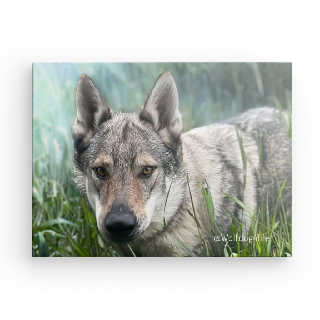 Canvas Print with the image of Askia – Edit @wolfdog4life