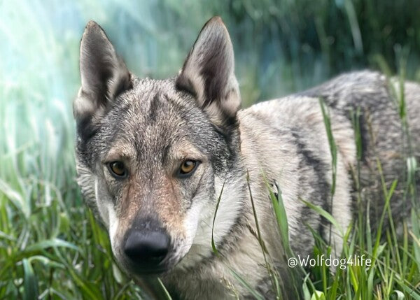 Canvas Print with the image of Askia – Edit @wolfdog4life