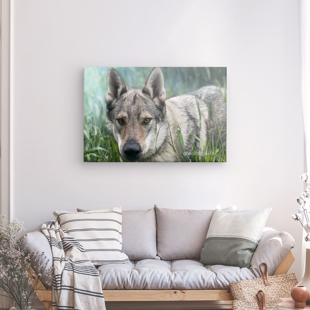 Canvas Print with the image of Askia – Edit @wolfdog4life