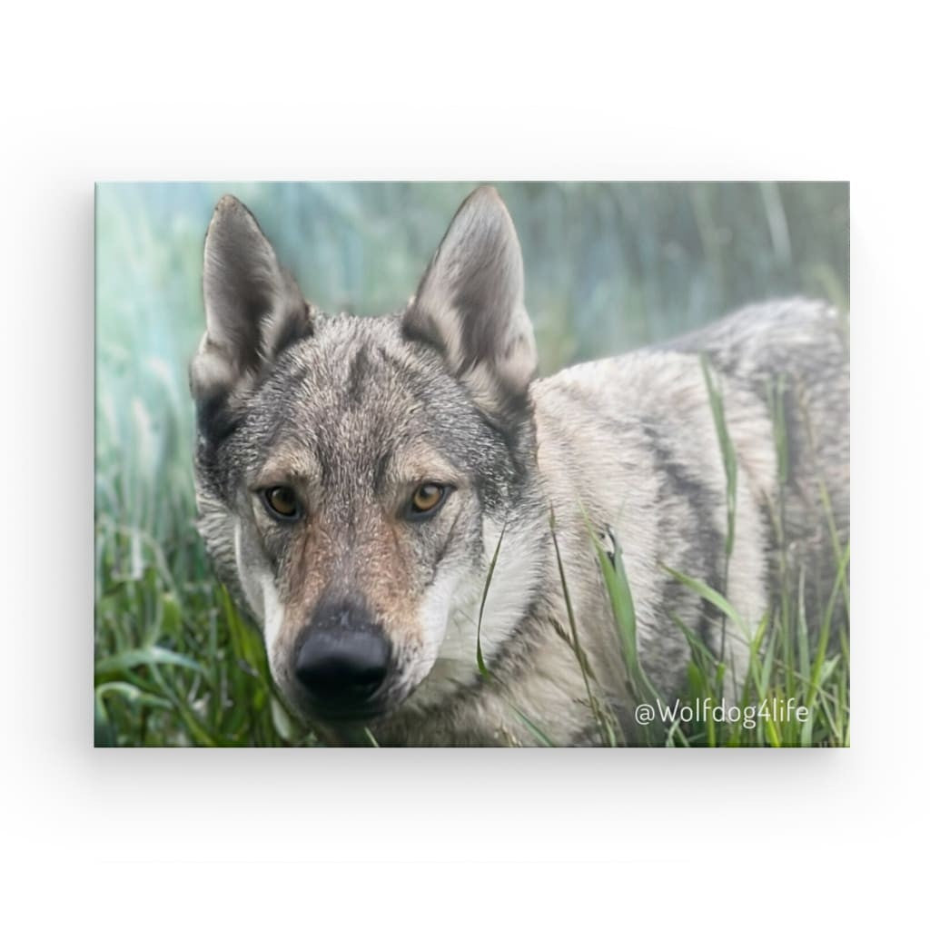 Canvas Print with the image of Askia – Edit @wolfdog4life