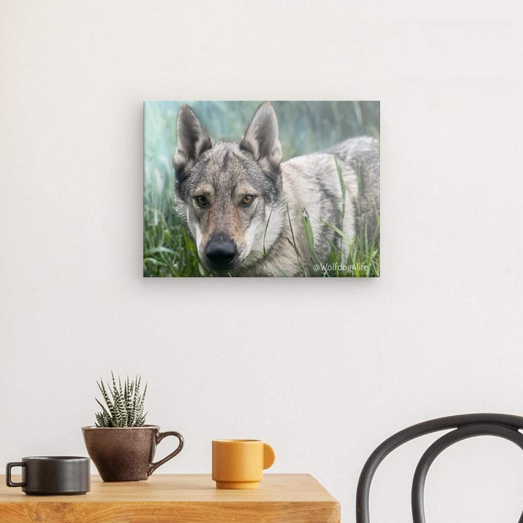 Canvas Print with the image of Askia – Edit @wolfdog4life