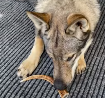 Załaduj film: Czeski wilk z przysmakiem