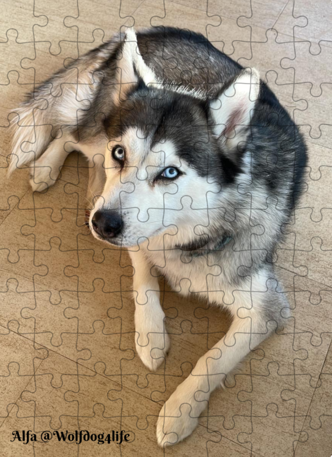Puzzle z wizerunkiem Alfy – Edycja @wolfdog4life, Puzzle 20x27 cm - 88 elementów