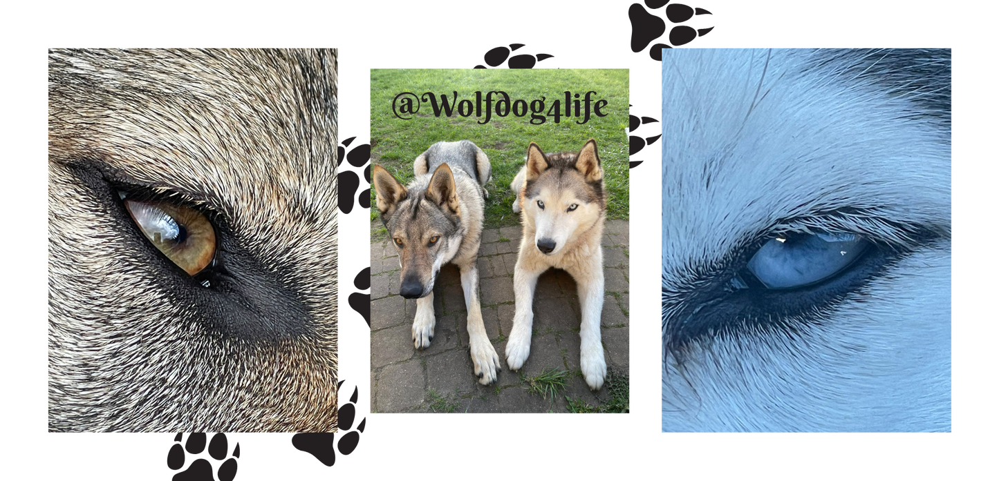 Sports Towel with the Image of Askia and Blue – @wolfdog4life 140x70 cm