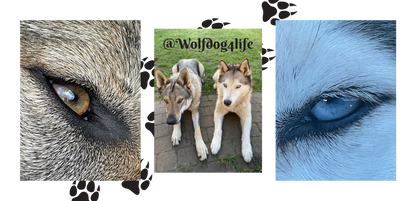 Sports Towel with the Image of Askia and Blue – @wolfdog4life 140x70 cm